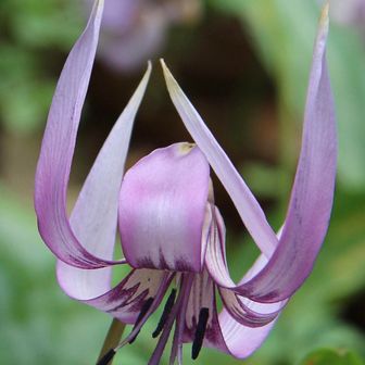 綺麗‼️
よく見ると花びらがちょい枯れ始めてるね。