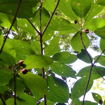 画像に写っている植物は、葉の形や枝ぶり、丸みのある果実の様子から、クワ科イチジク属のイヌビワ（犬枇杷）の木に見えます。 ←レンズ先生
