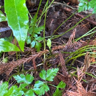 やはり新芽に騙される🤣🌱