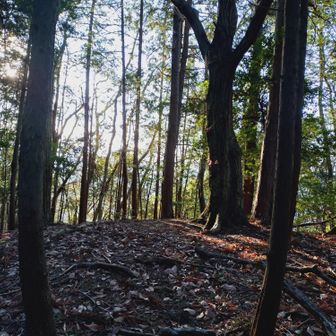 ゼンゴ山山頂。沢コース、もうちょっと沢を詰めてから尾根に取り付くのが正解だったのかな🤔バリエーションの難しさですね。