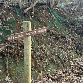 さてふれあいの森コースから帆柱山に登る