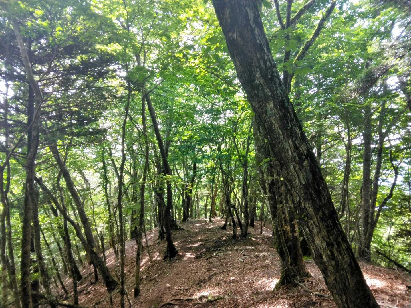 富士箱根トレイル2025「春」の写真