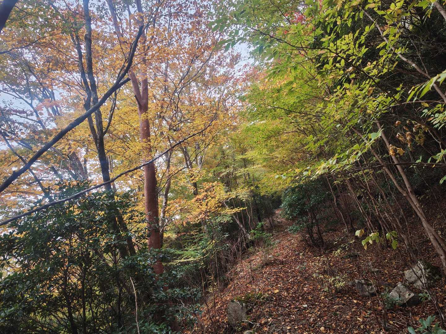 紅葉した木が所々見れます。