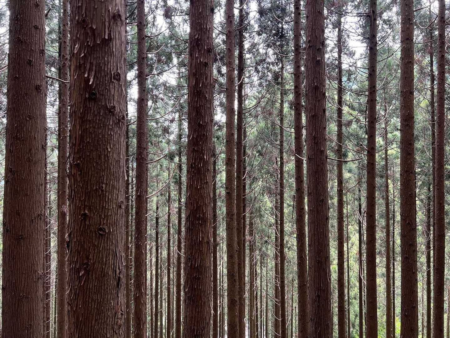 小俣登山口-蛇逃峠-日本国-蔵王堂登山口-小俣バス停 周回コースの写真