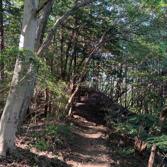 トレラン向きな登山道