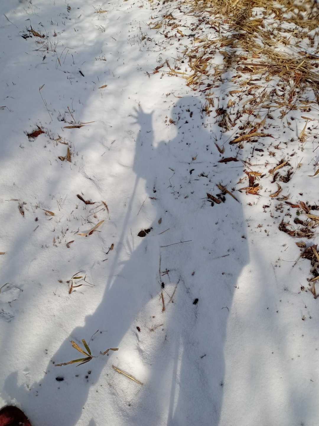 途中、お山を整備してくれていたおじ様から大麻山の方はまだ雪が残っとるよと教えて貰いました❄
しっかり残ってます💕堪能しております✨