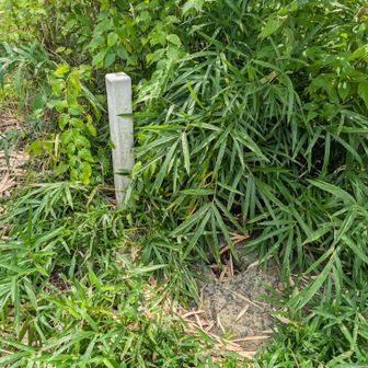 ここがおそらく山頂です
三角点？が凹んでました