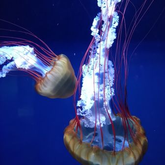 こなきち出羽三山