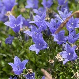 そして、イワギキョウの咲く外輪山から一度下へ降ります。