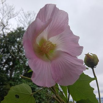 フヨウというのかな？でかい花だな