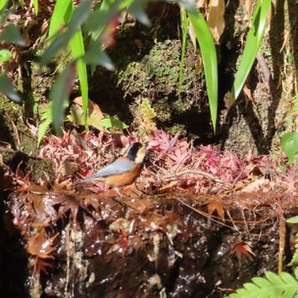 大蔵弁財天堂横の池に来たヤマガラ🐦