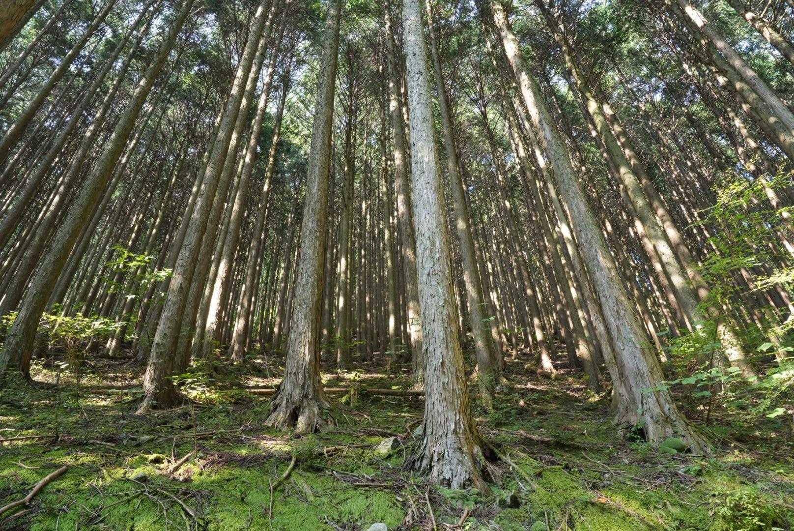 整然と並んだ杉