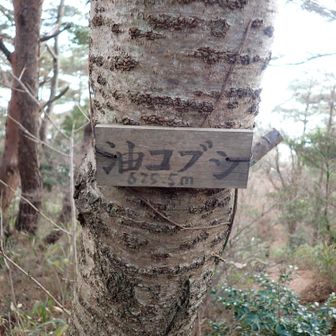 油コブシ山頂にとうちゃこしました。