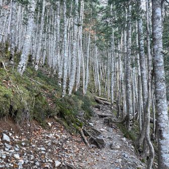 シラビソ林がメインに🌲
そろそろ三伏峠に近いか👆