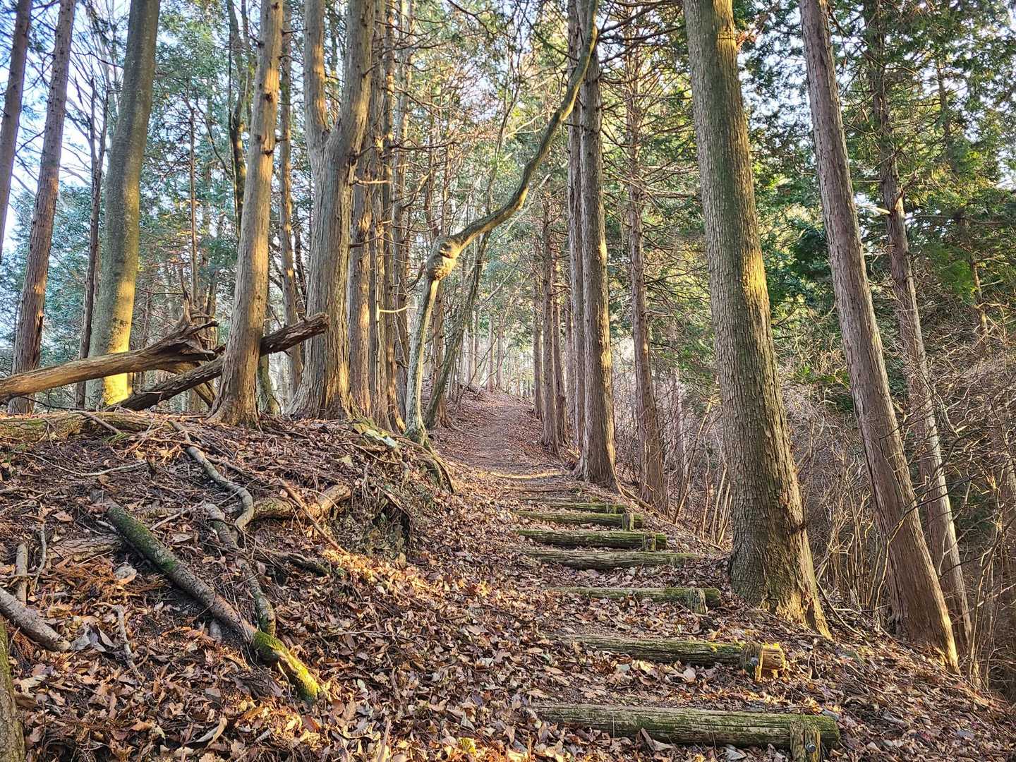 緩い勾配の木道が続きます