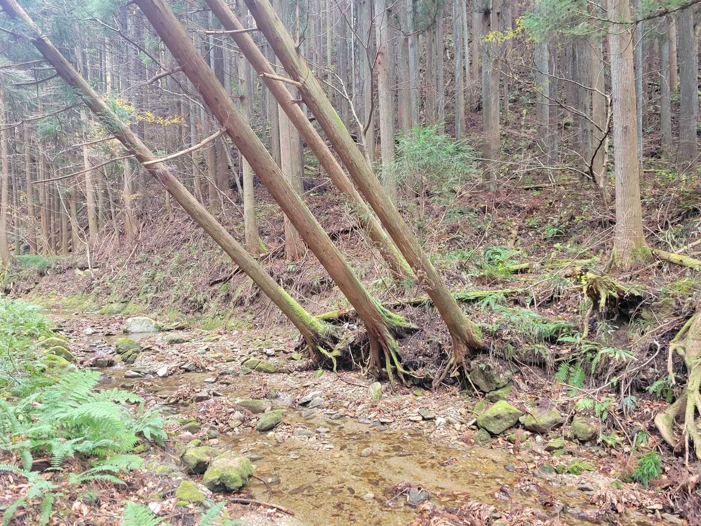 オボコンベ山 周回コースの写真