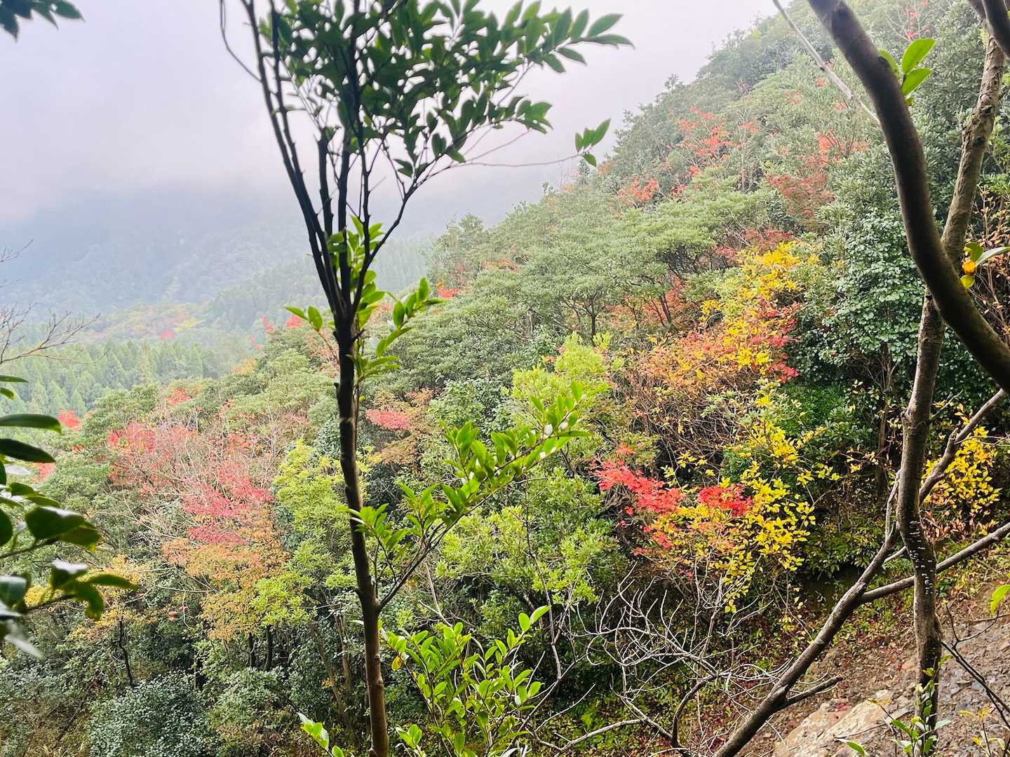 登山道からは山の斜面は見えないけど、たまに見えると予想外に紅葉あり⤴️⤴️