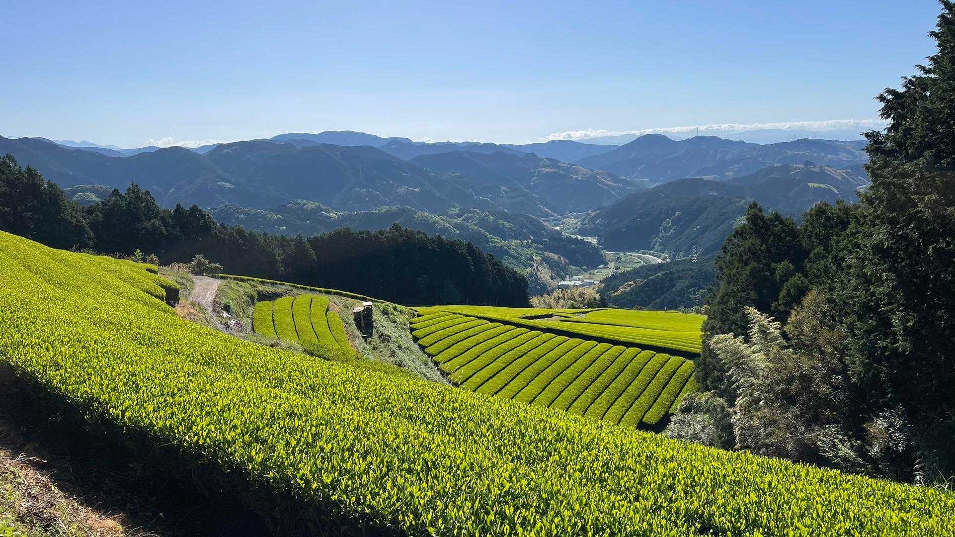杉尾山 往復コースの写真