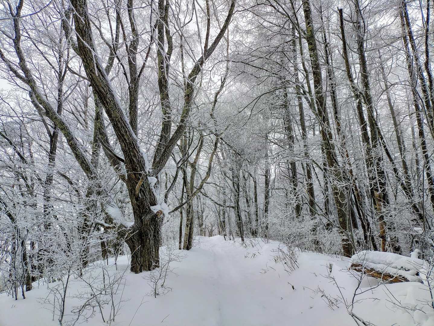 風越山のピークを越えると聖峠まではほぼ水平移動
天気は思っていたよりも良く凍える寒さはありませんでした
