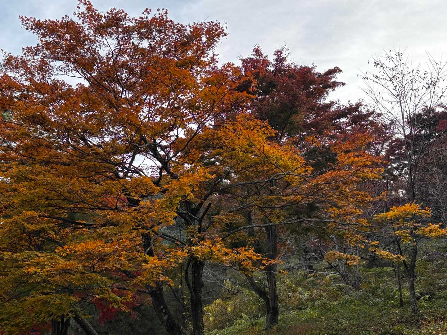 浅間山(水沢山) 往復コースの写真