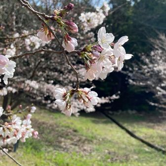 リュックをおろして、ひとりお花見させてもらいました