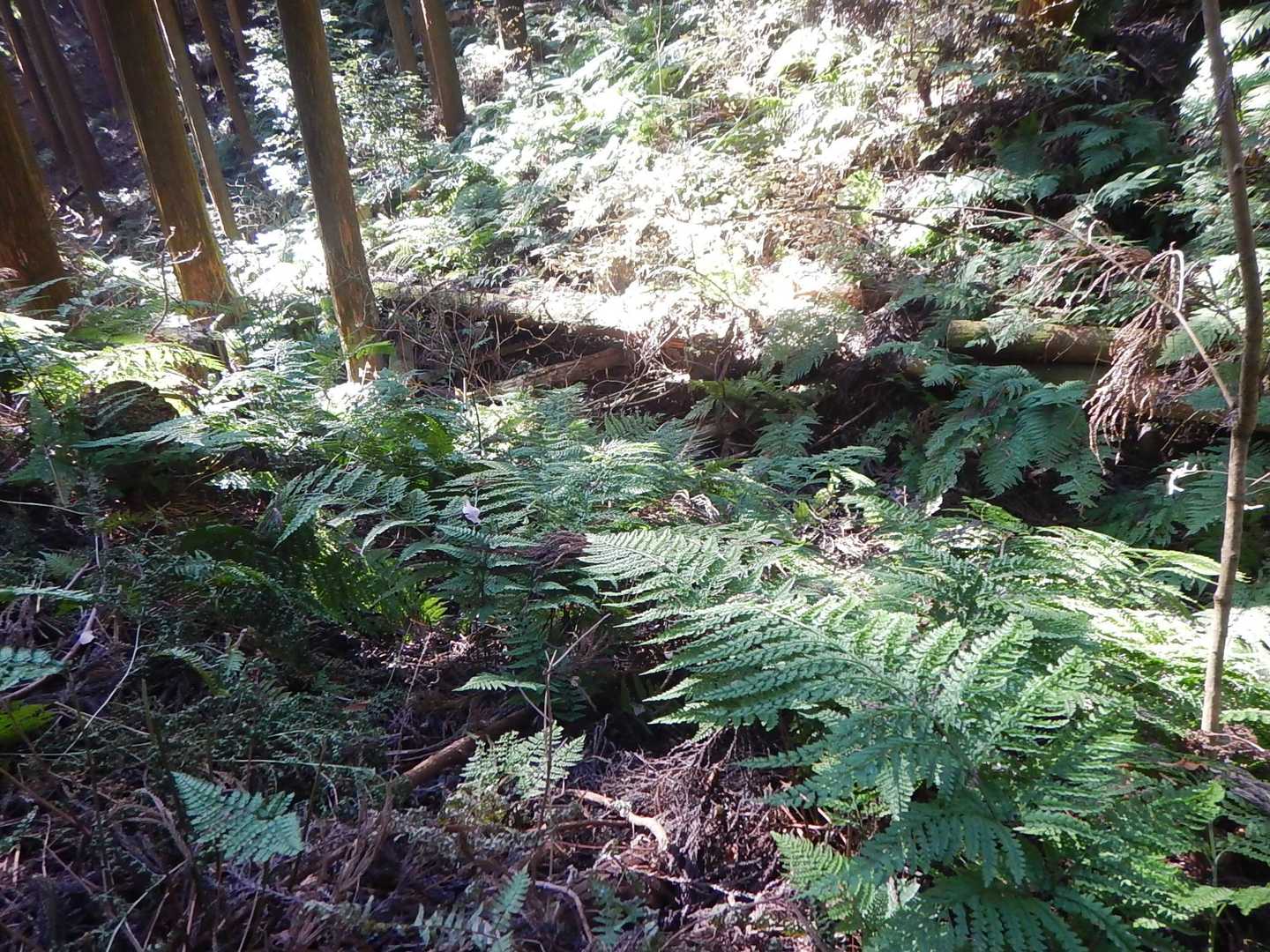 シダの生い茂る沢筋の道を登っていきます