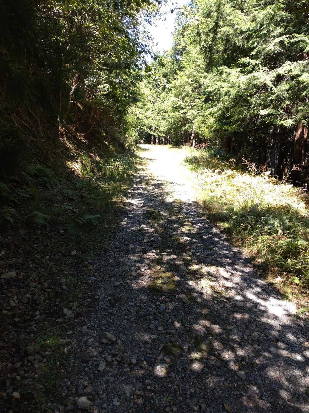 迷わなサそうな道