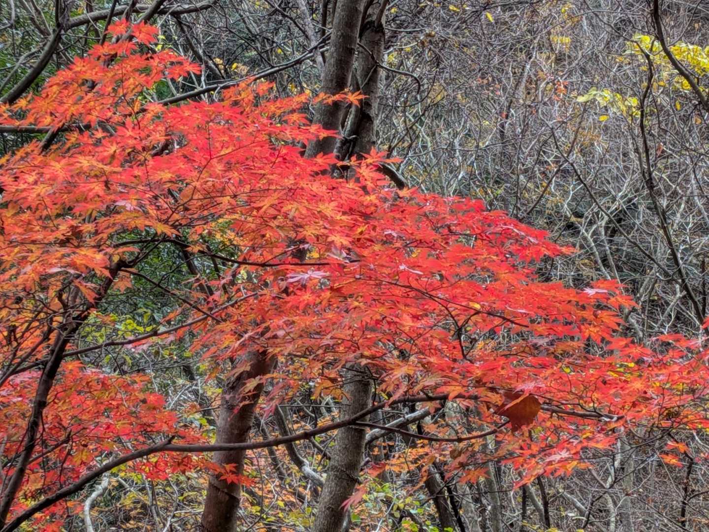 名残の🍁