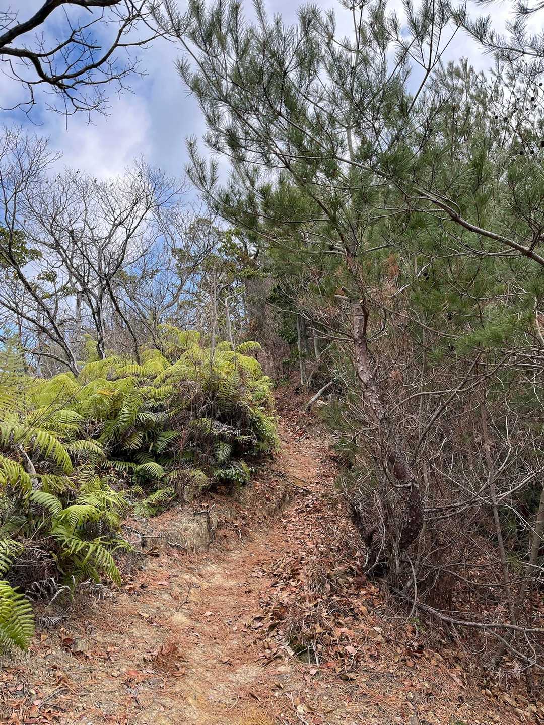 登山道の始まり