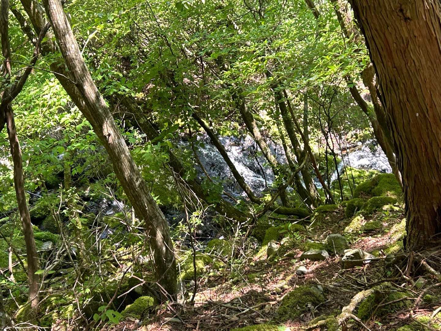 肉淵林道登山口-峨蔵越-二ッ岳 往復コースの写真
