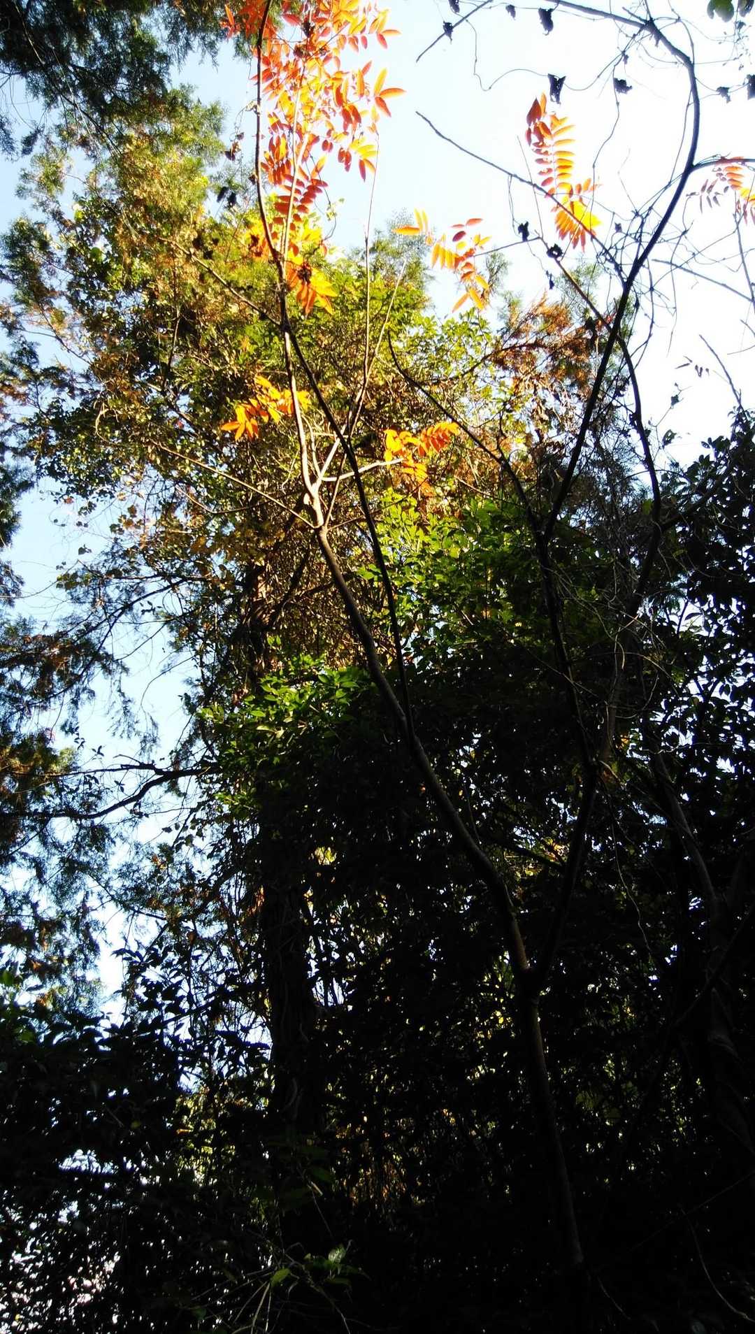 雁回山 往復コースの写真
