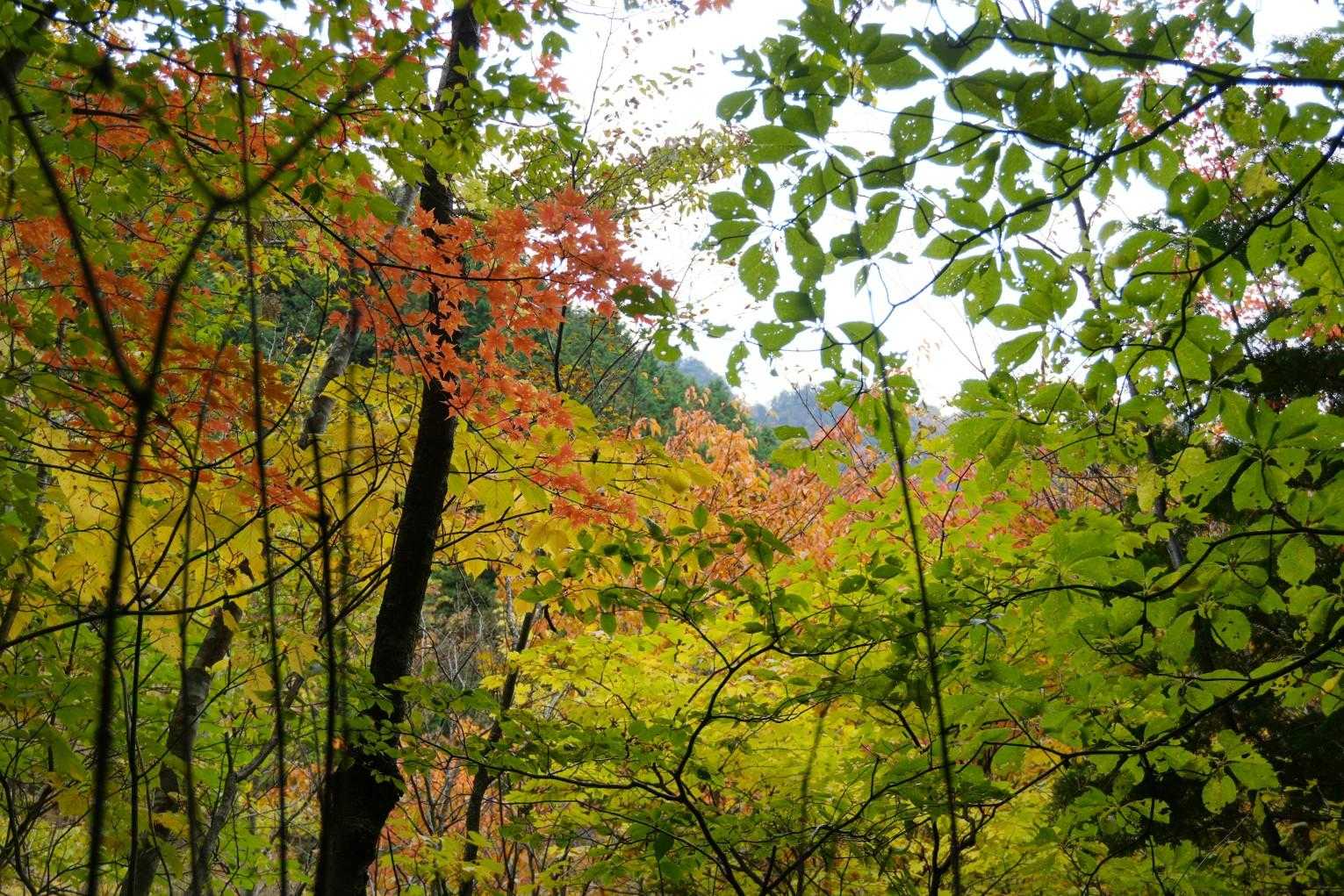 🍁🍁🍁