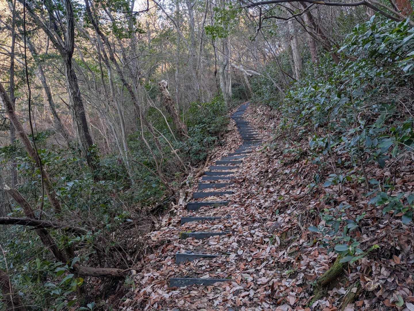陶の里からの登山道。
尾根に出るまで、桧の植林地にプラ階段が敷かれています。若い人には細かすぎるかもですが、私のようなシニアには丁度よいステップが刻めます✌️