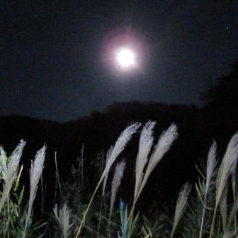 谷津池のほとりから見る月もなかなかいいね☺️