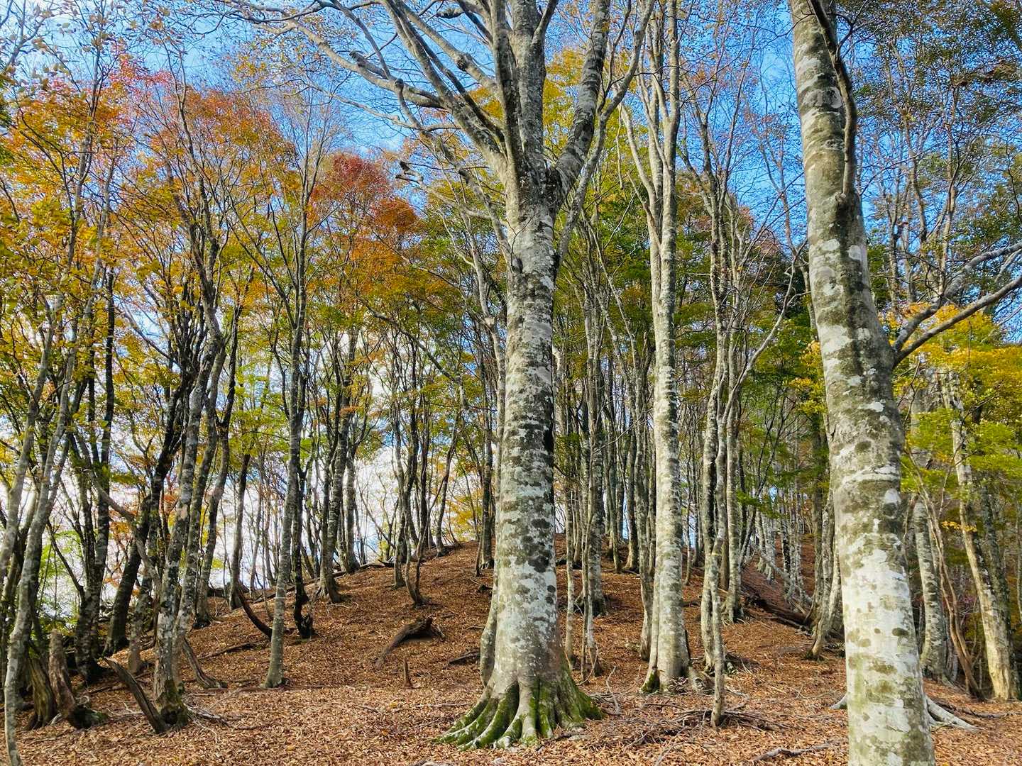 木地山前バス停-駒ヶ岳 周回コースの写真