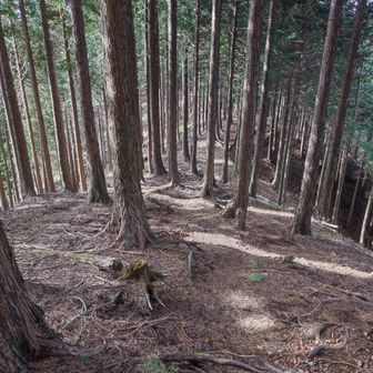 細尾山からの下りは緩やかでしたね。

先に平らな尾根道も見えてますし。