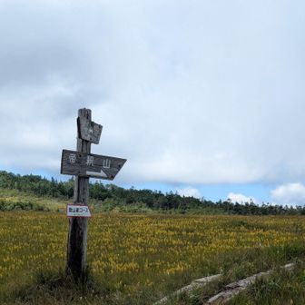 田代山湿原のキンコウカ
黄金のカラメルプリンの出来上がりですね