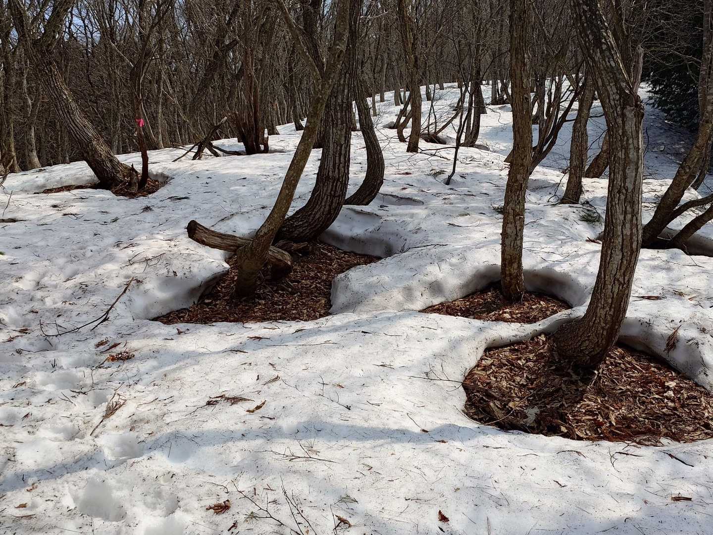 ゆ、ゆ、雪が
ぼちぼち、足がズボって来たかなぁ⁉️
