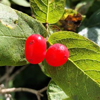 チシマヒョウタンボクの実！
あの不思議な形のお花がこんなになるんですね！確かにこの双子の感じがお花の形の名残に見えます