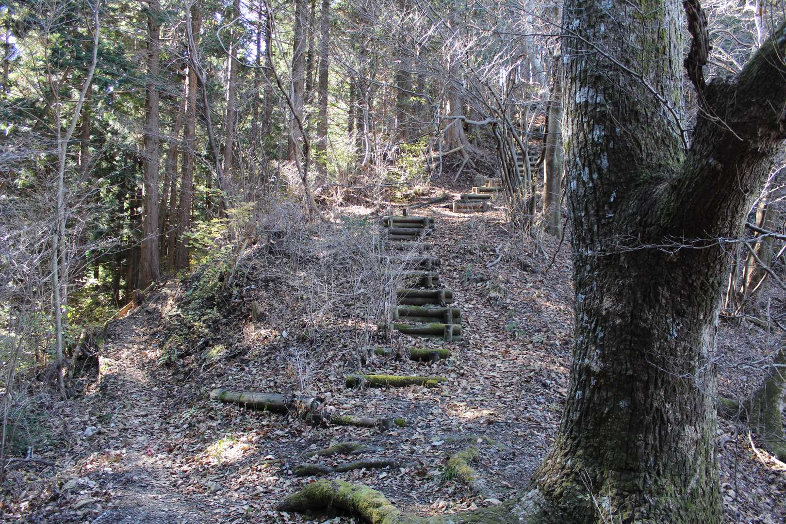 この尾根道奥多摩湖の方まで続いてるみたいだけど、地味にアップダウンして結構しんどいです！💦