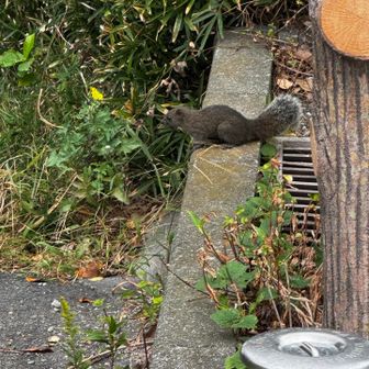 タイワンリス。