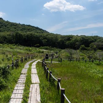 街に近い山にこんな湿原があるとは！
癒された