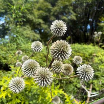 瑠璃色の小さな花が玉状にかたまって咲いてヒゴダイ✨
絶滅危惧II類（環境省レッドリスト）に分類されている。