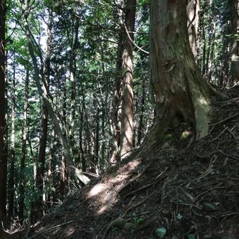 鉄塔の所から山頂まで急登になる💦
下りで滑りやすいので 注意が必要🤔