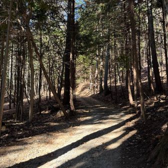 林道をゆるゆる登ります
お散歩ですね🚶‍♀️
