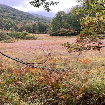 天生湿原
紅葉が始まってます。