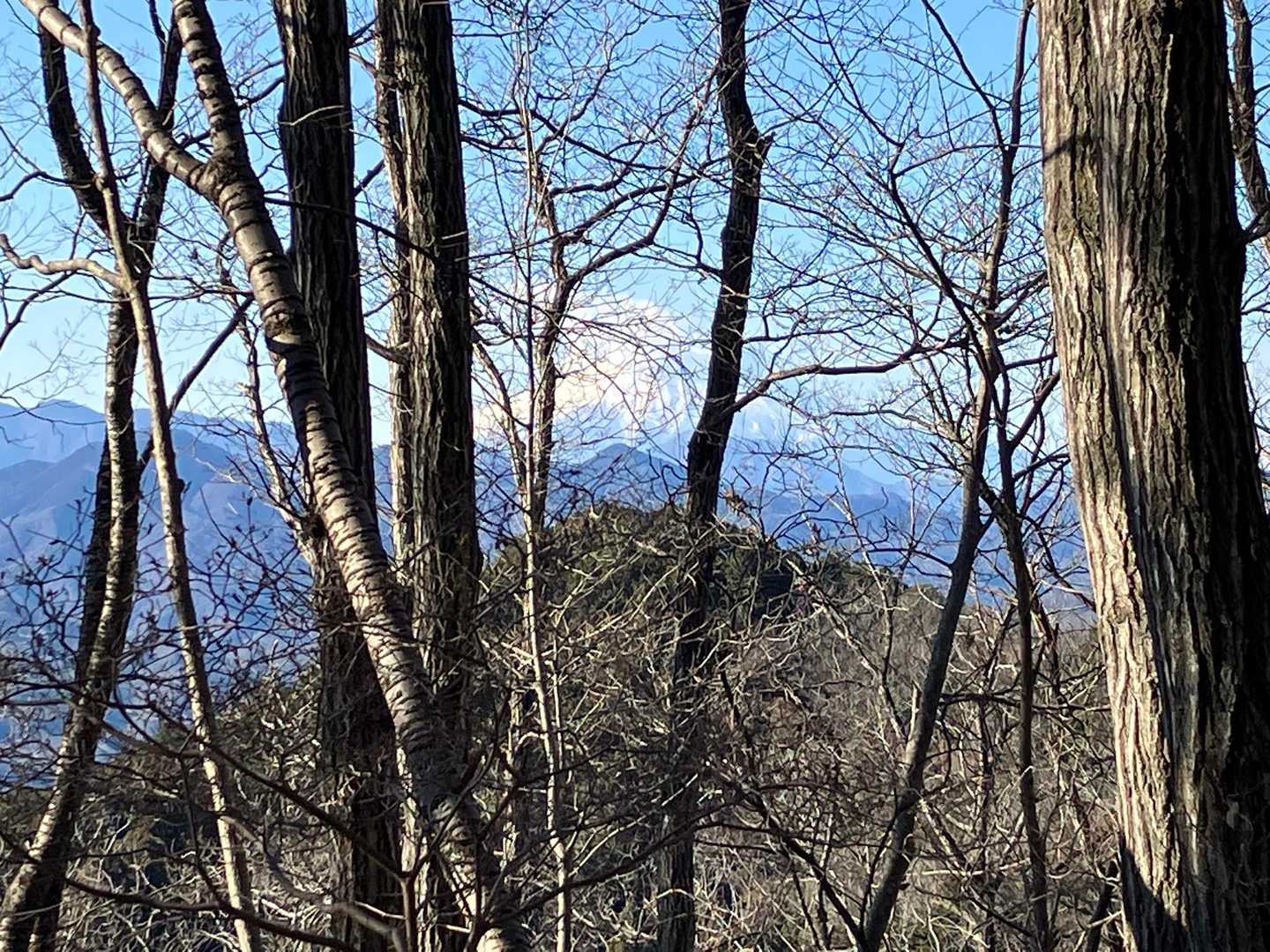 枯れ木🪾の向こうに富士山🗻