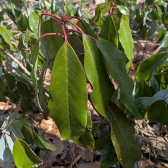 ユズリハ
いつも幽霊みたいだと・・・