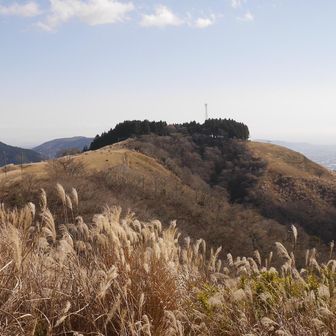 牛が放牧されています