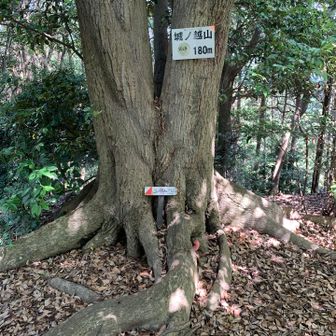城ノ越山（北峰）
この木も合体樹